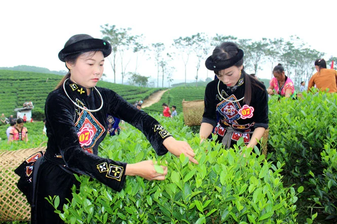 Đồng bào Mông trồng chè Thái Nguyên